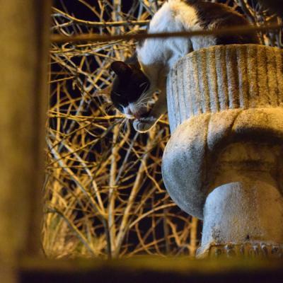 Eyüp sultan mezarlığı